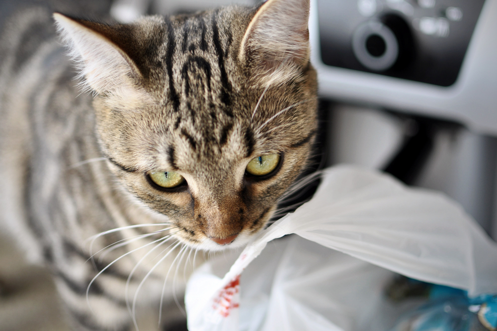 Why Does My Cat Lick Plastic? Behavior Explained (Vet-Verified)