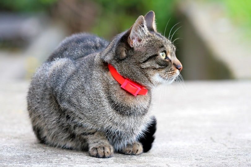 How to Get a Cat Used to a Collar: 5 Easy Vet Reviewed Tips