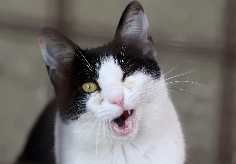 Why One Squinting Eye in Cats Is Never Worth Ignoring