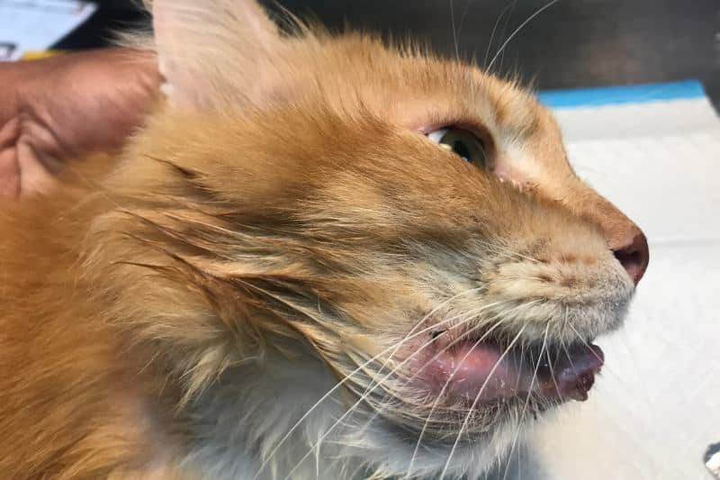 Your Cat Has a Swollen Lip? Our Vet Explains Reasons & How to Act