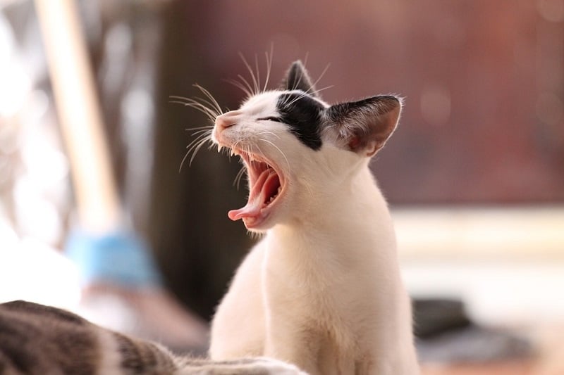 My Cat's Grinding Their Teeth: Our Vet Explains