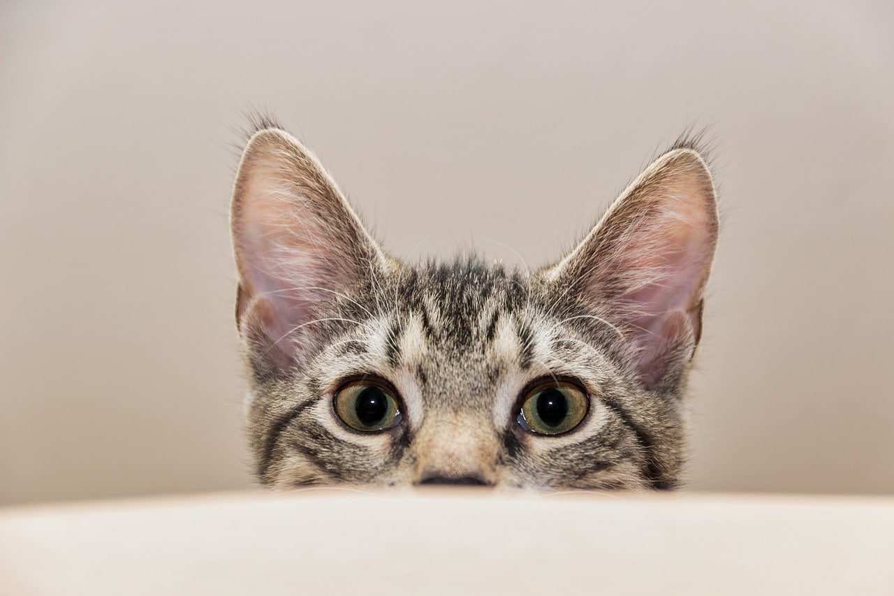 Cat Zoomies: What Are They & When to Worry? (Vet Answer)