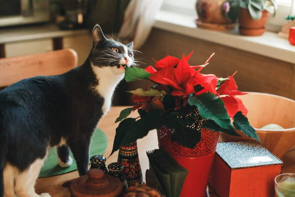 How to Keep Cats Away From Poinsettias: 7 Vet-Verified Ways
