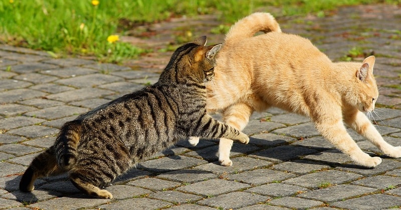 Cat Has Bite and Scratch Wounds? Our Vet Answer What to Do