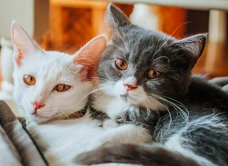 How Many Cats Can You Own in Ohio? What Law States