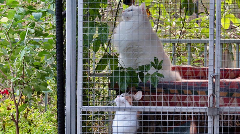 3 Amazing DIY Cat Run Plans You Can Create at Home