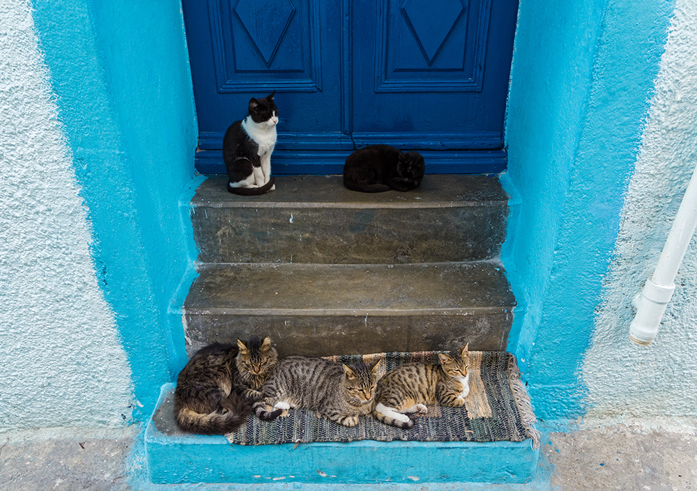 cats in front of the entry door