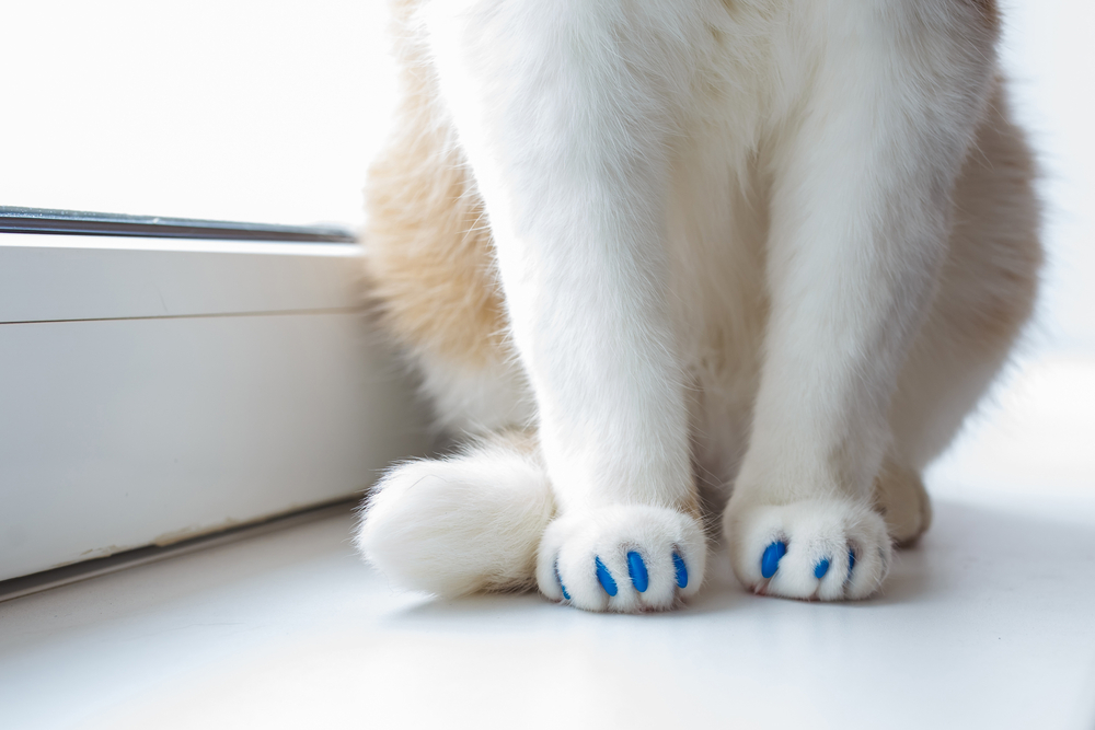 5 Best Nail Caps for Cats (2026) - Reviews & Top Picks