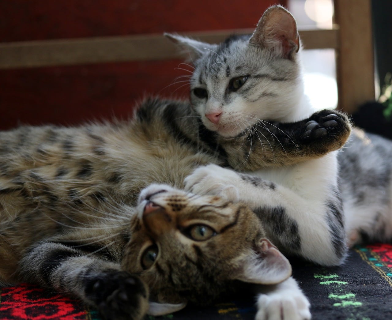 What Are the Pros & Cons of Having Two Cats? Vet Approved Advice