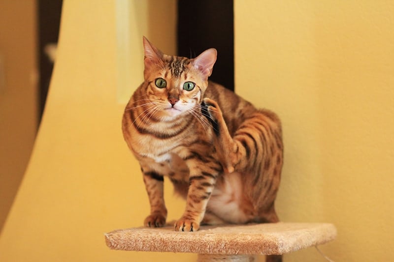Can Cats Get Lice? Vet-Approved Facts & Treatment Tips