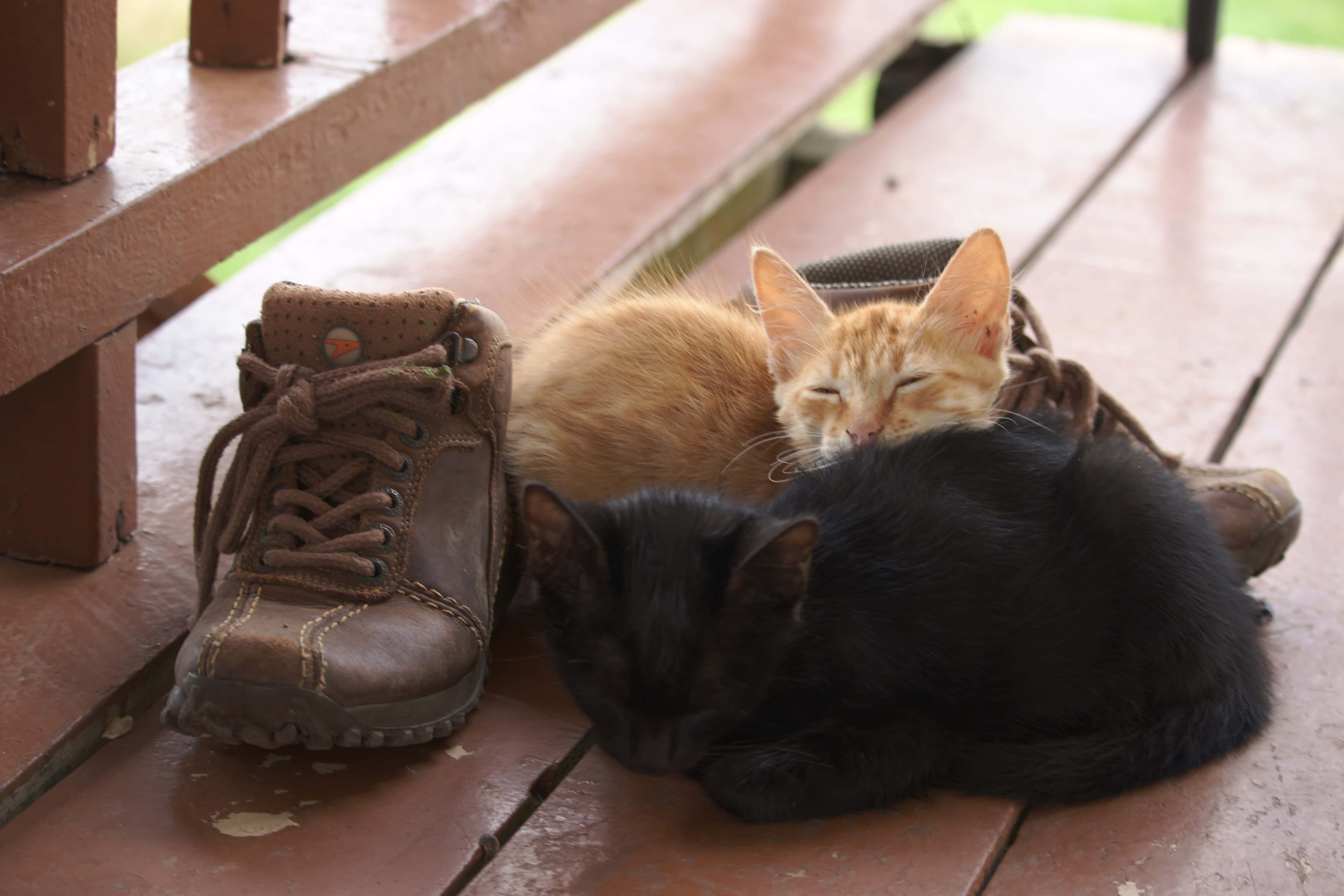 How to Get Cat Urine Out of Leather Boots: 4 Methods & Instructions