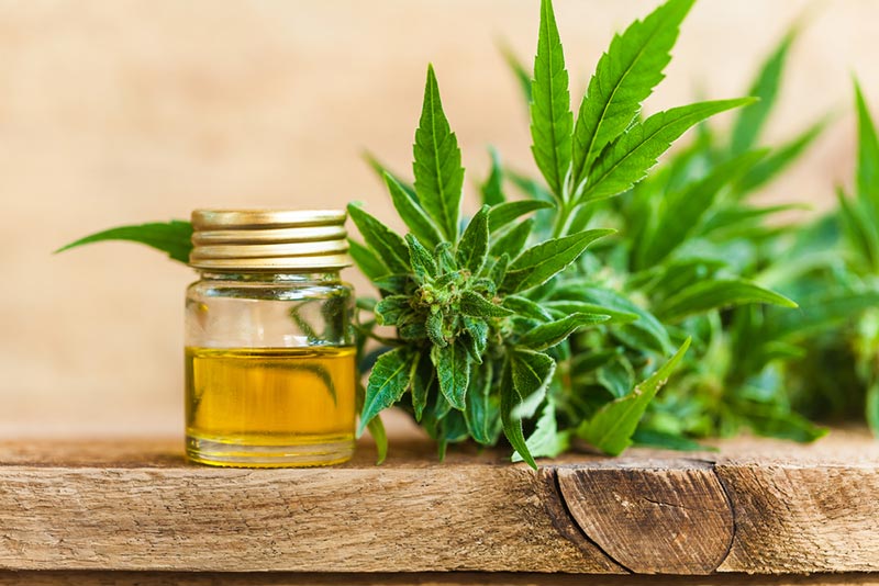 Will CBD Help My Cat With Seizures & Epilepsy? What You Should Know (Vet-Reviewed)