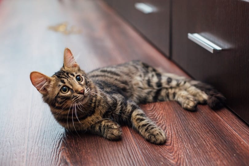 My Cat is Leaving Blood Drops Everywhere, What’s Wrong?