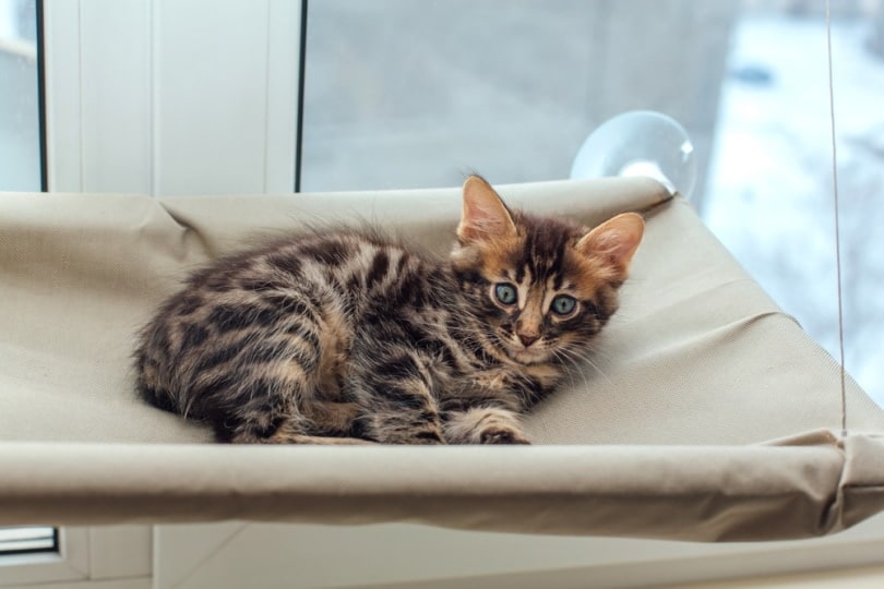 Coccidia in Cats: Our Vet Explains the Causes, Signs & Treatment