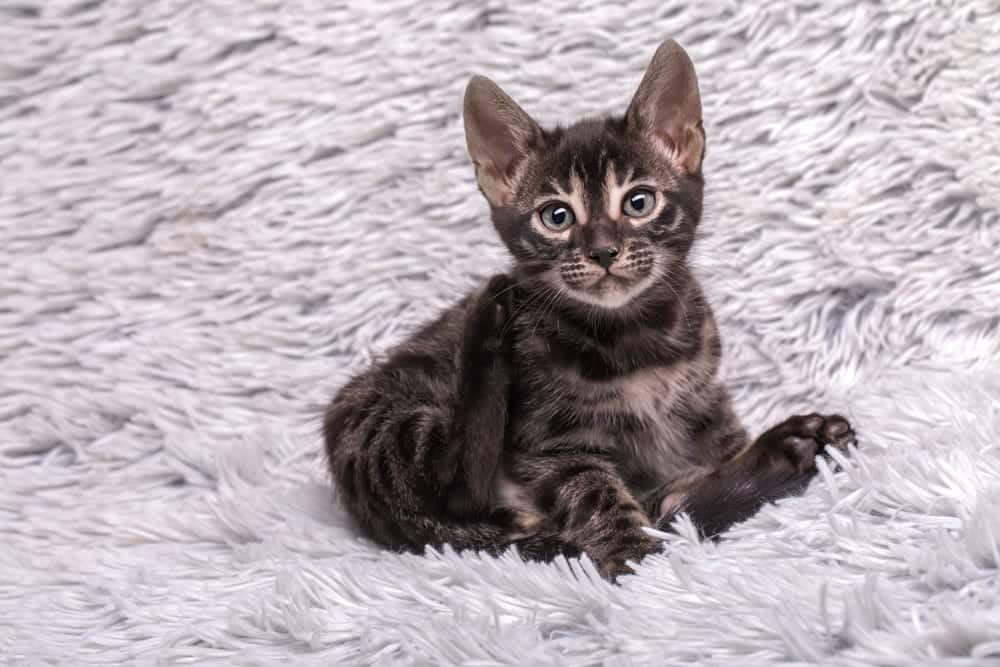 Charcoal Bengal Cat Breed Info: Pictures, Facts, Origins