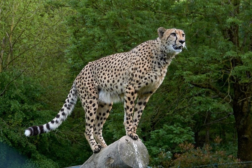 Can Cheetahs Purr? Exploring the Sounds They Make