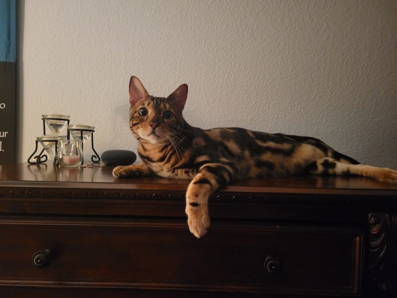 cheetoh cat lying on the cabinet