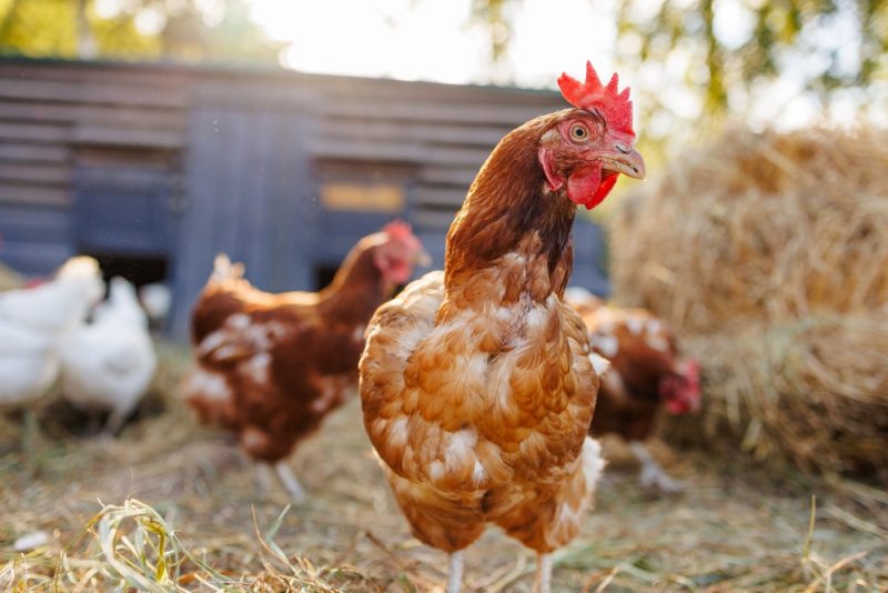 Will Barn Cats Kill Chickens? The Interesting Answer (Vet-Approved)