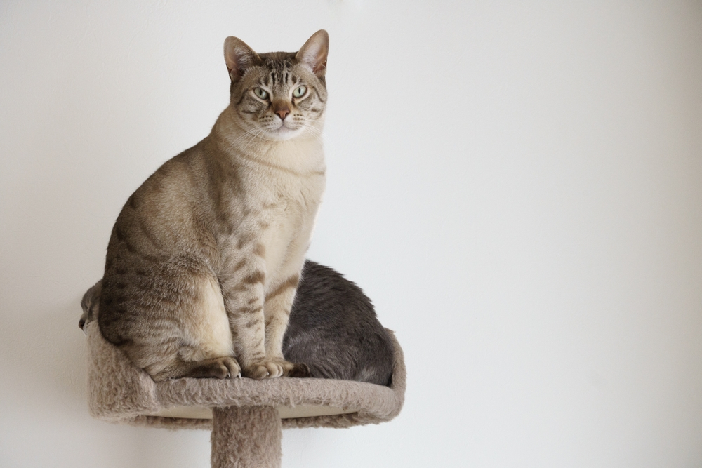 chocolate spotted Australian Mist cat sitting in front of another Australian mist cat in a cat tree