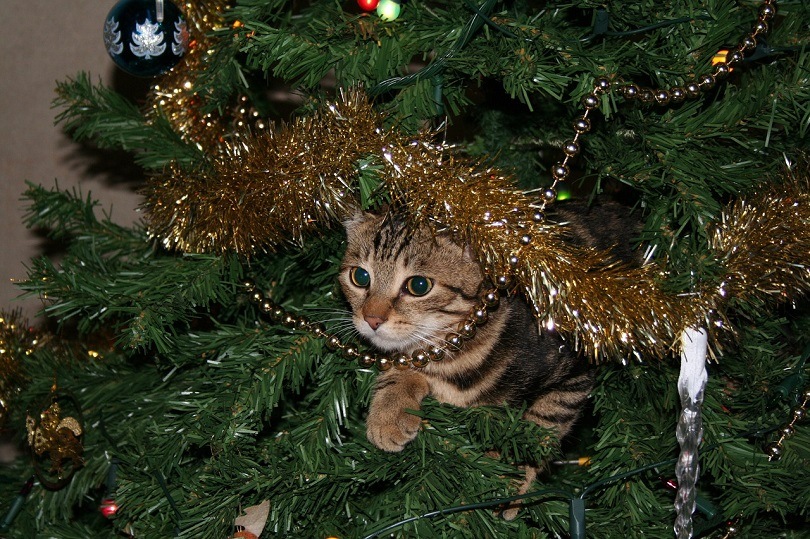 cat dressed as christmas tree 10 Vet-Verified Cat-Safe Alternatives (With Pictures) — Catster brown suede boots