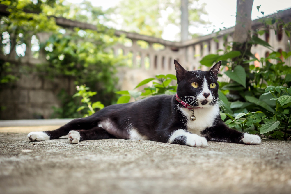 How Rare Are Tuxedo Cats? Vet-Approved Coat Color Facts & Info