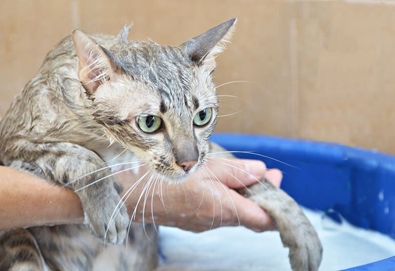 Can You Use Dog Shampoo on Cats? Grooming Advice & Vet-Approved Safety Tips