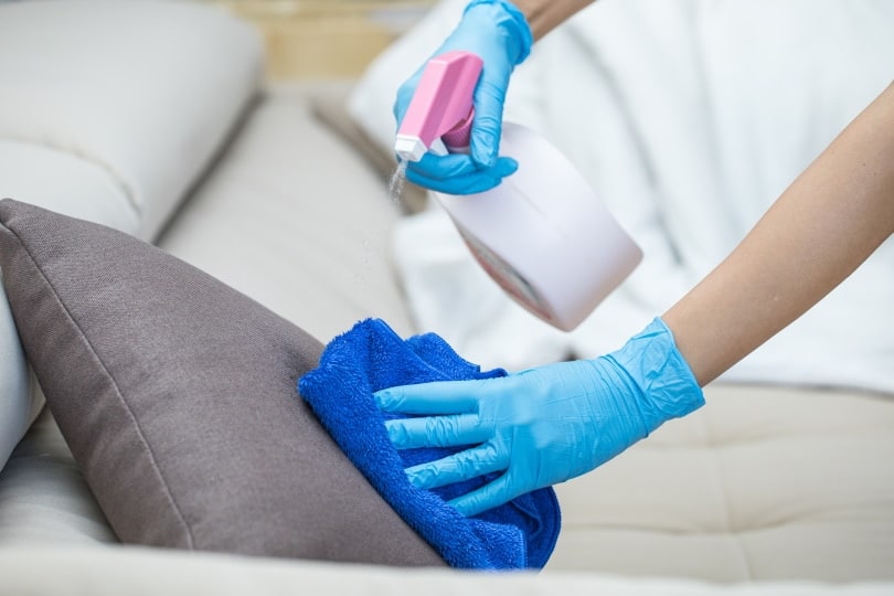 How To Clean Cat Vomit From Your Couch: 3 Quick & Easy Ways