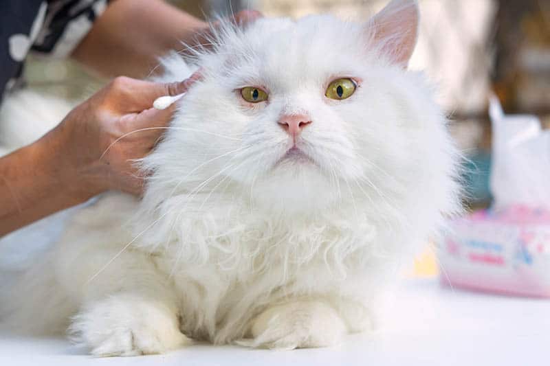 Ear Infections in Cats: Vet-Reviewed Causes, Signs & Care Tips