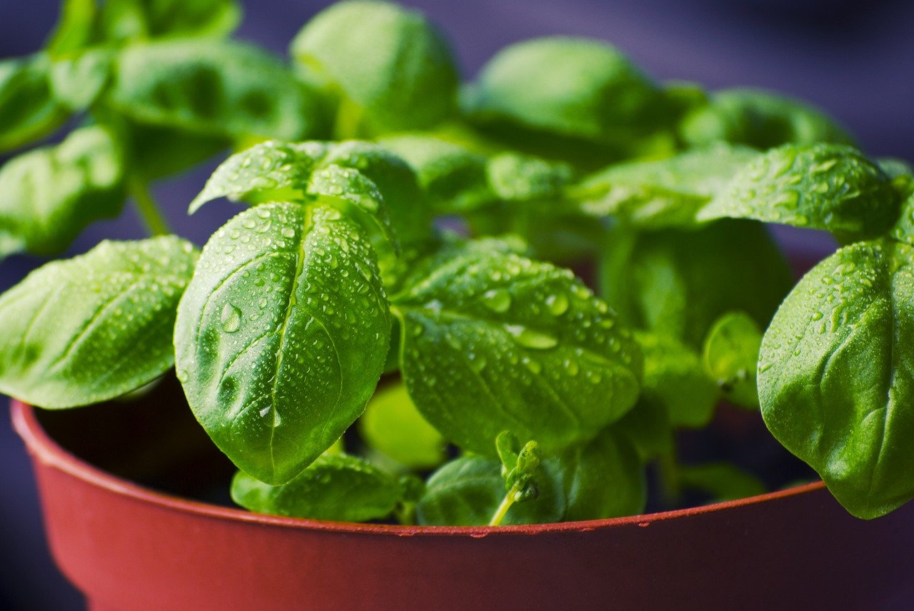 16 Herbs for Cats That Improve Health & Are Feline Friendly (Vet Answer)