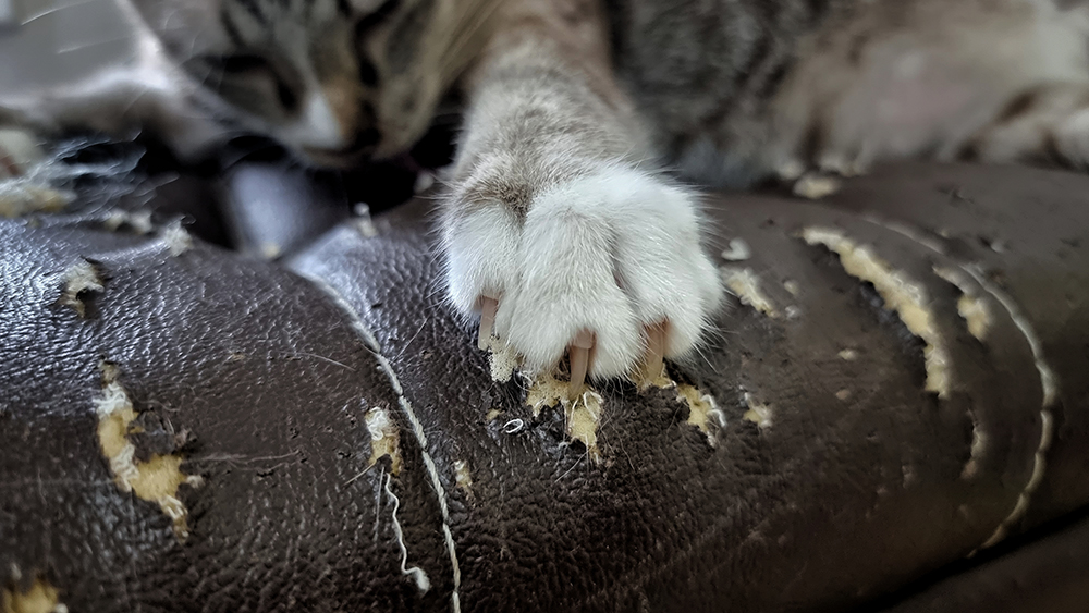 How to Stop Cats From Scratching & Clawing Leather Furniture: 6 Vet-Verified Tips