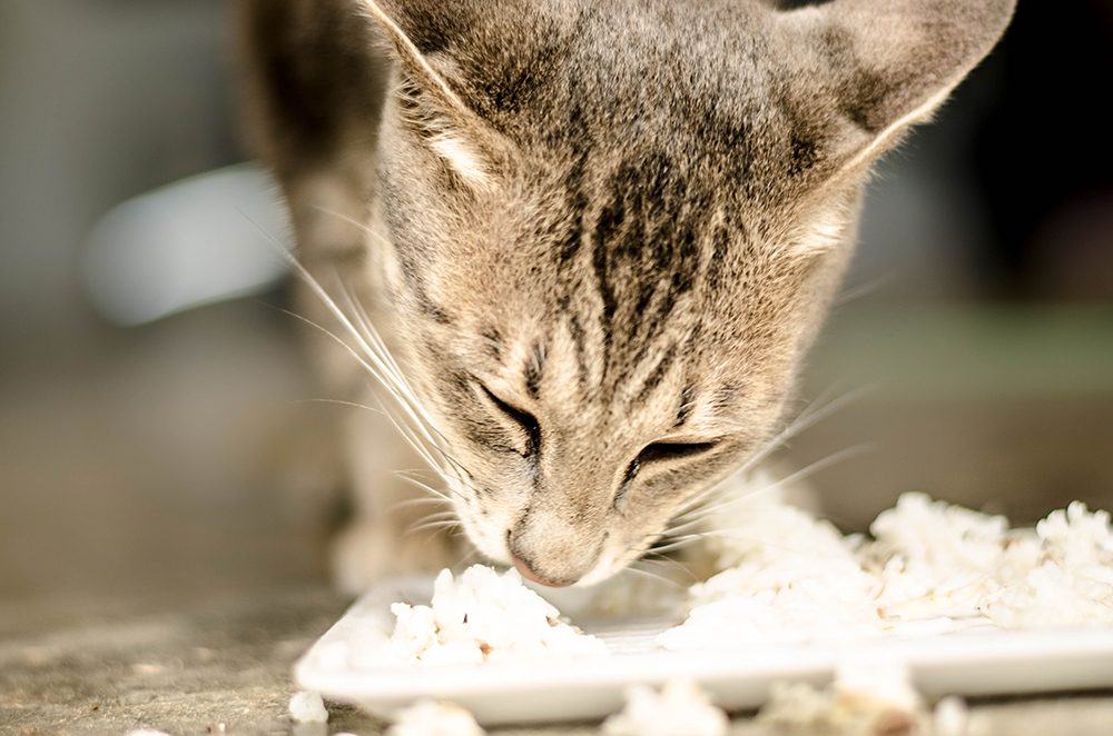 close up cat eating rice