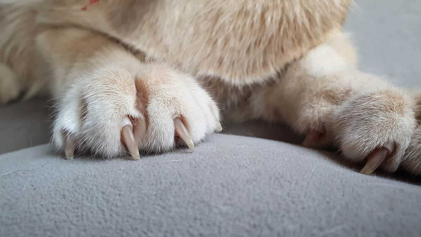 10 Interesting Facts About Cat Claws & Their Anatomy (Vet-Reviewed)