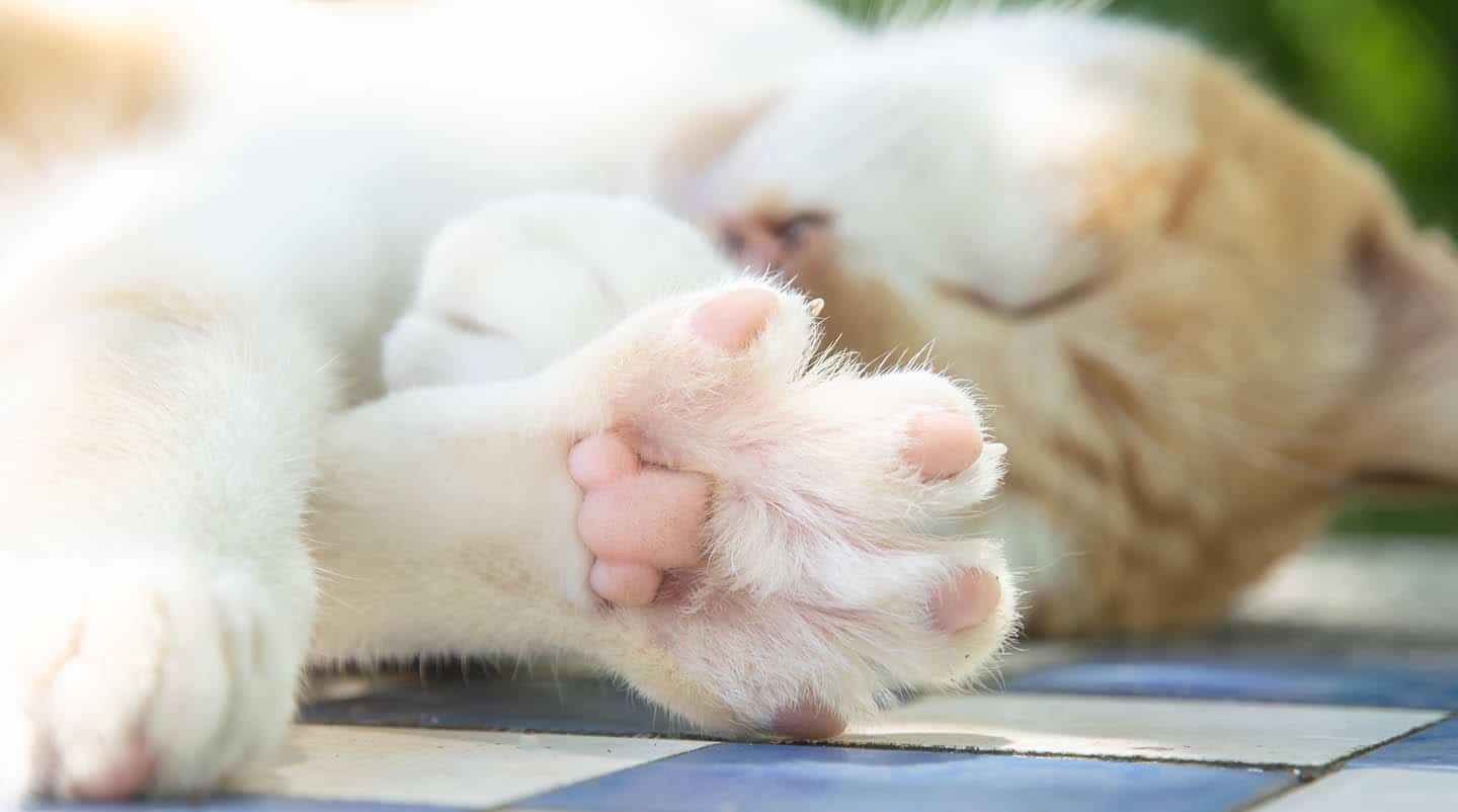 Do Cat Paw Pads Change Color? Vet Approved Facts & FAQ