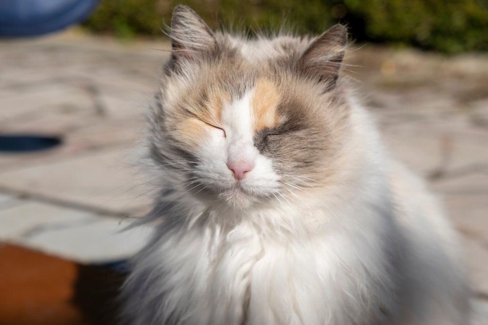 Do Cats Blink Like Humans Do? Vet-Reviewed Facts & FAQ