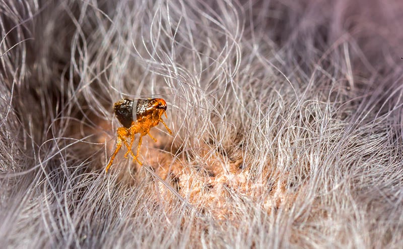 Does Cold Weather Kill Fleas on Cats? Vet Approved Advice