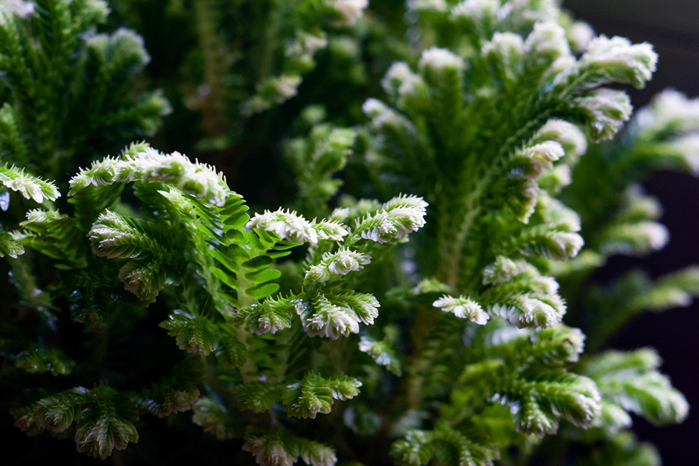Close up frosty fern