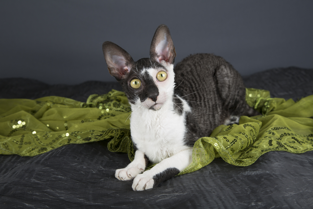 How Big Does a Cornish Rex Get? Vet Reviewed Weight & Growth Chart