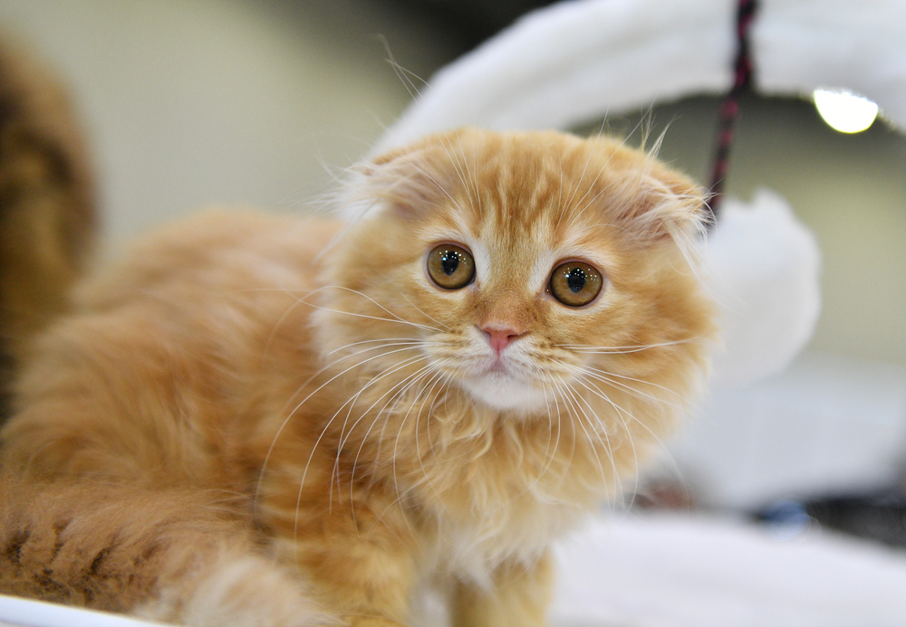 close up of a highland fold kitten