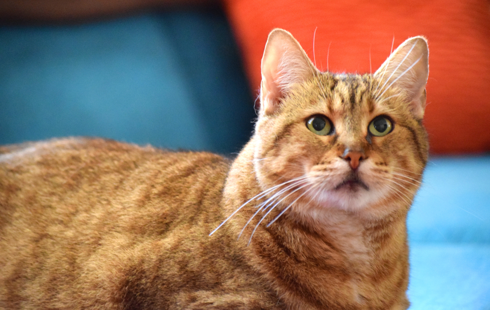 close up of a pixie bob cat