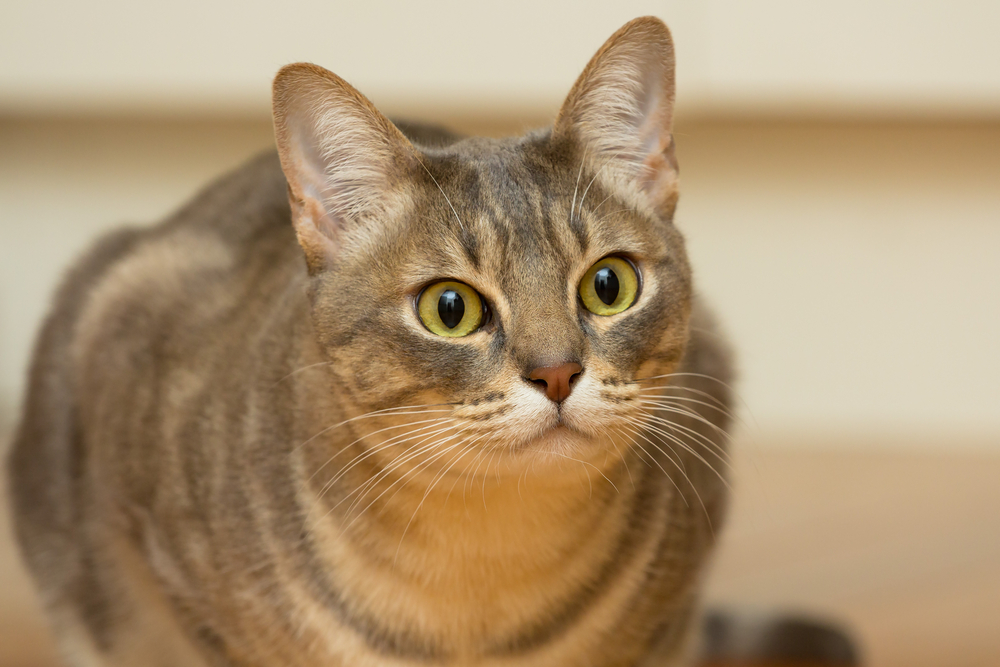 close up of australian mist cat