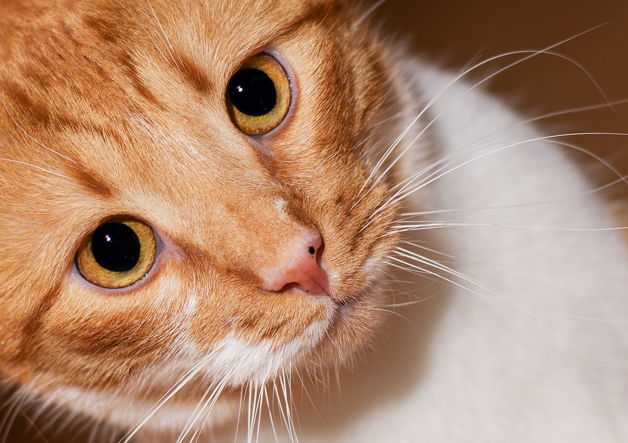 18 Cat Breeds With Huge Eyes (With Info & Pictures)