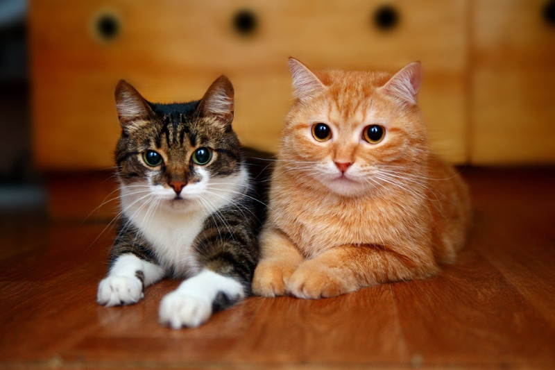 Do Cats Make Friends With Other Cats? Vet-Reviewed Feline Social Behavior