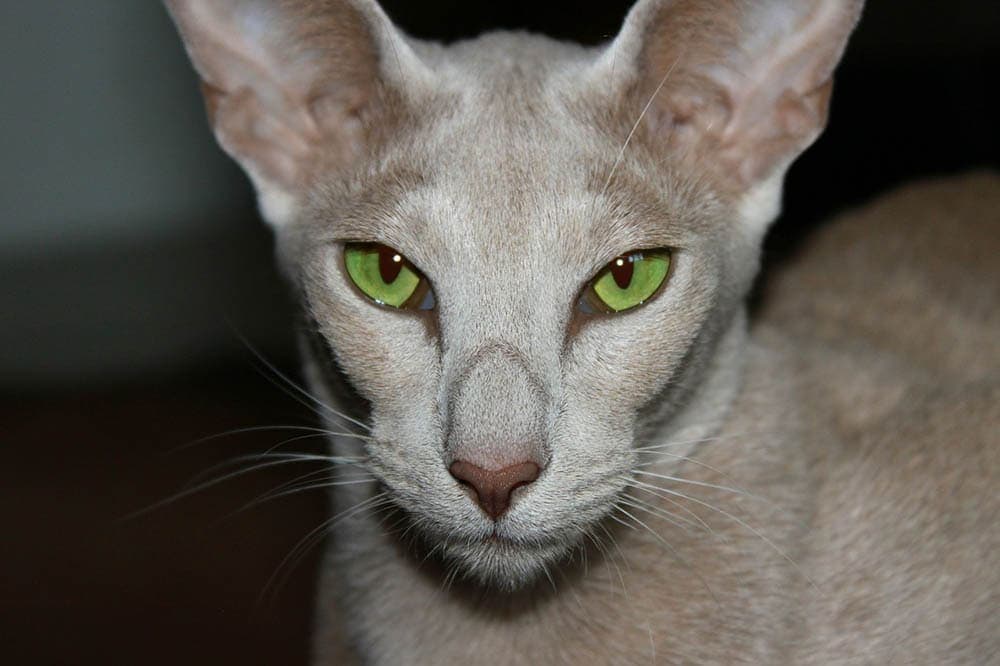 Are Oriental Shorthair Cats Hypoallergenic? Vet-Verified Breed Facts & FAQ