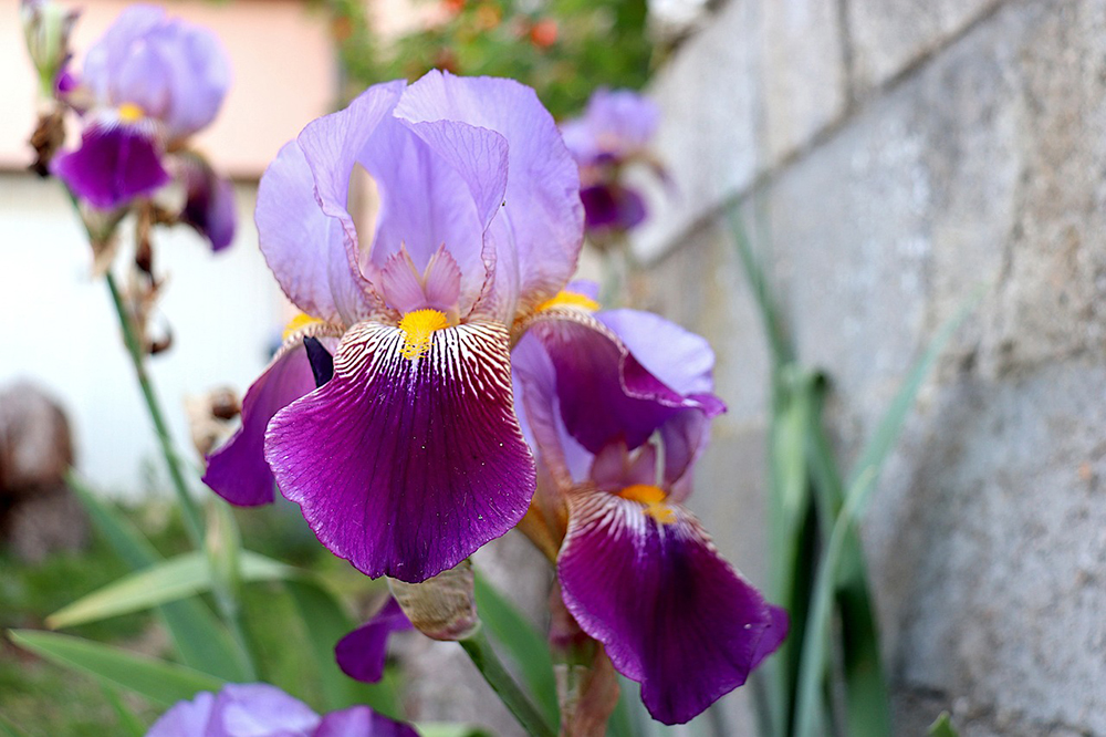 close up purple iris flower