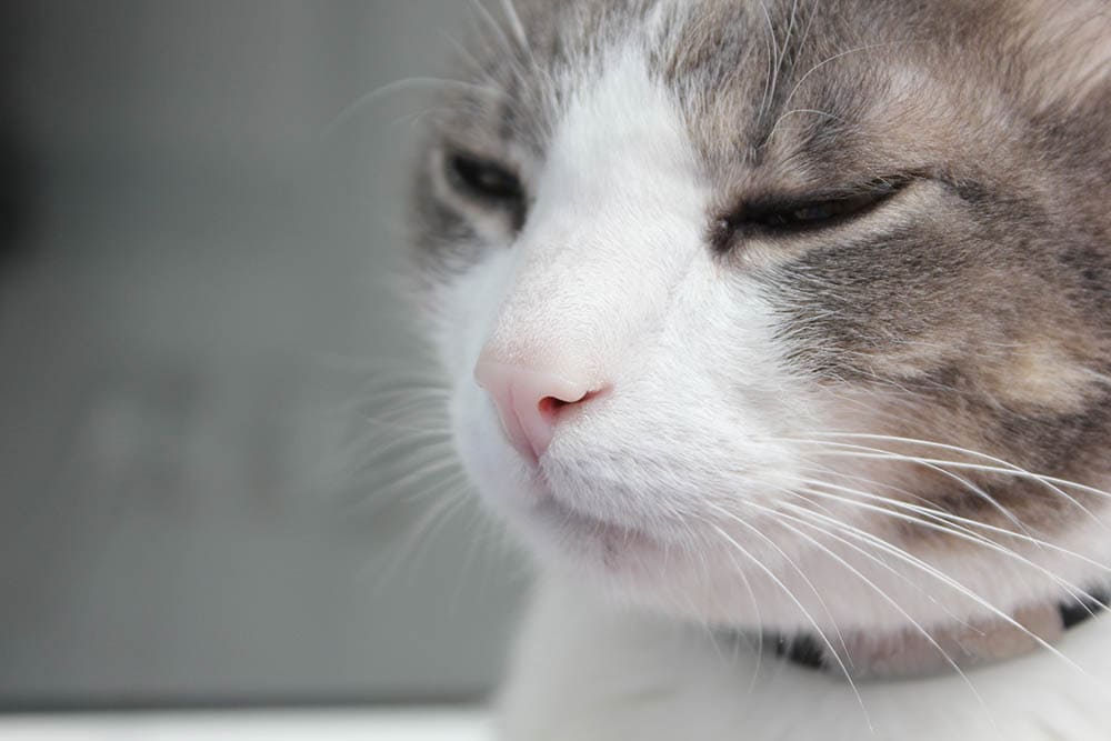 Why is My Cat Breathing So Hard? 9 Vet-Approved Reasons & What to Do