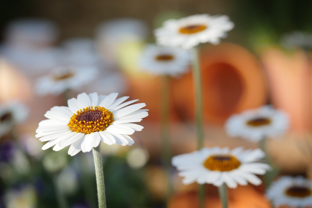 closed up of daisies