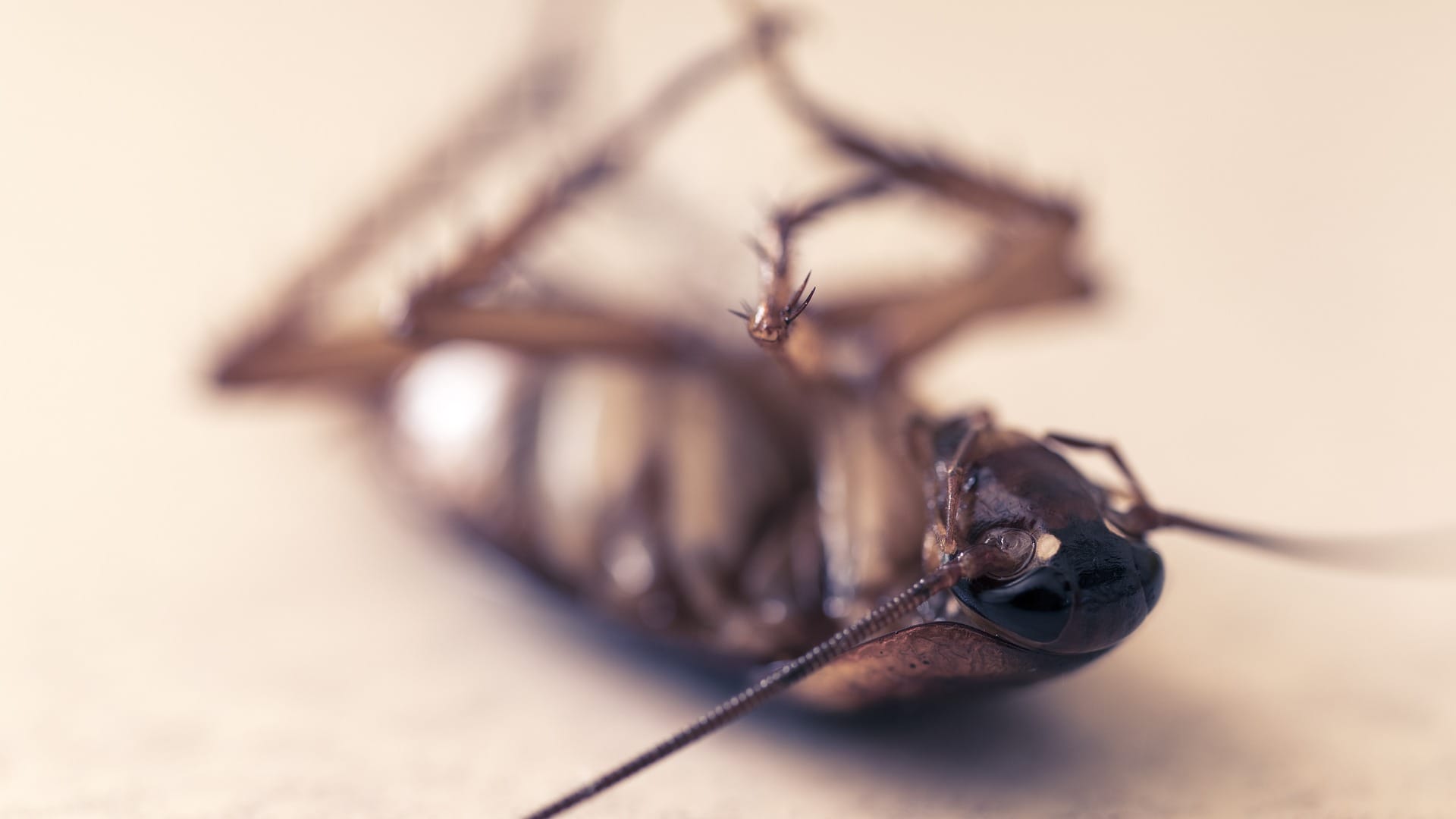 Do Cats Keep Roaches Away? Facts & FAQ