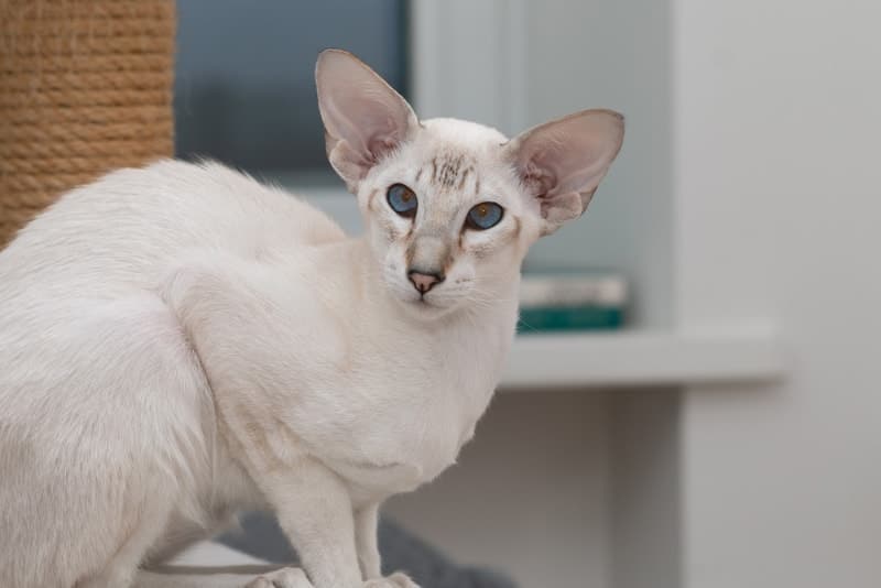 Colorpoint Shorthair Cat Breed Info, Pictures, Temperament & Traits