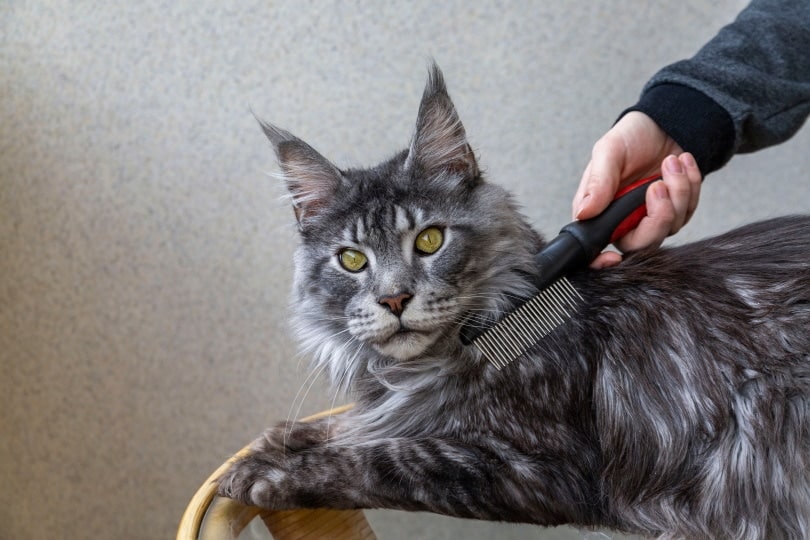 Why Is My Cat So Staticky? 5 Common Reasons