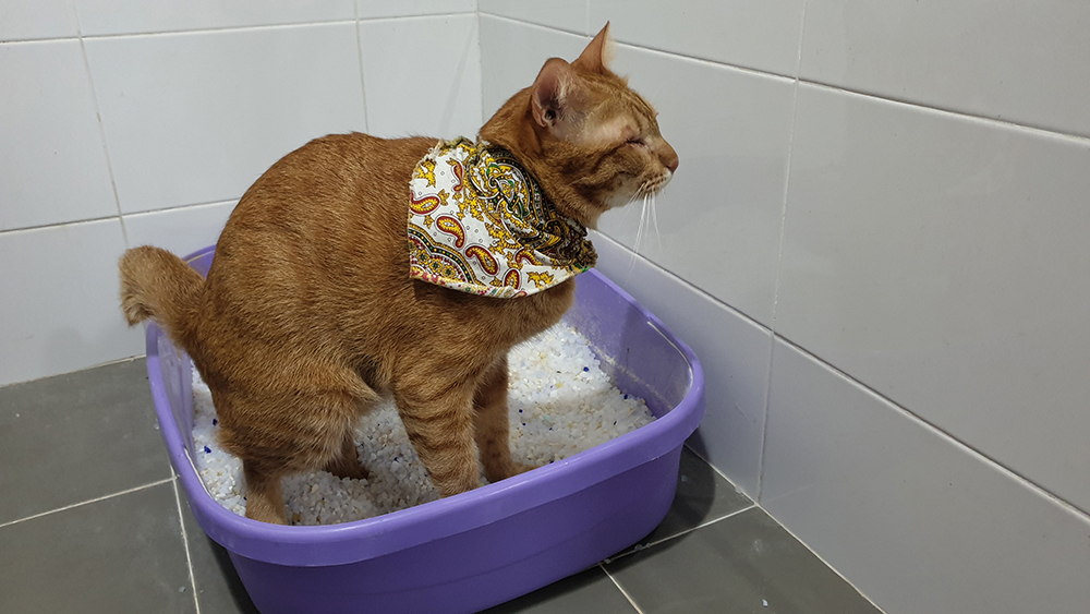 Why Does My Cat’s Poop Smell So Bad? 8 Vet-Verified Reasons & Solutions